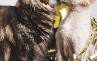 dgw-freundschaft-liebe