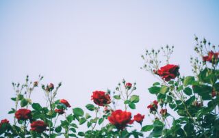 dgw-rosengarten